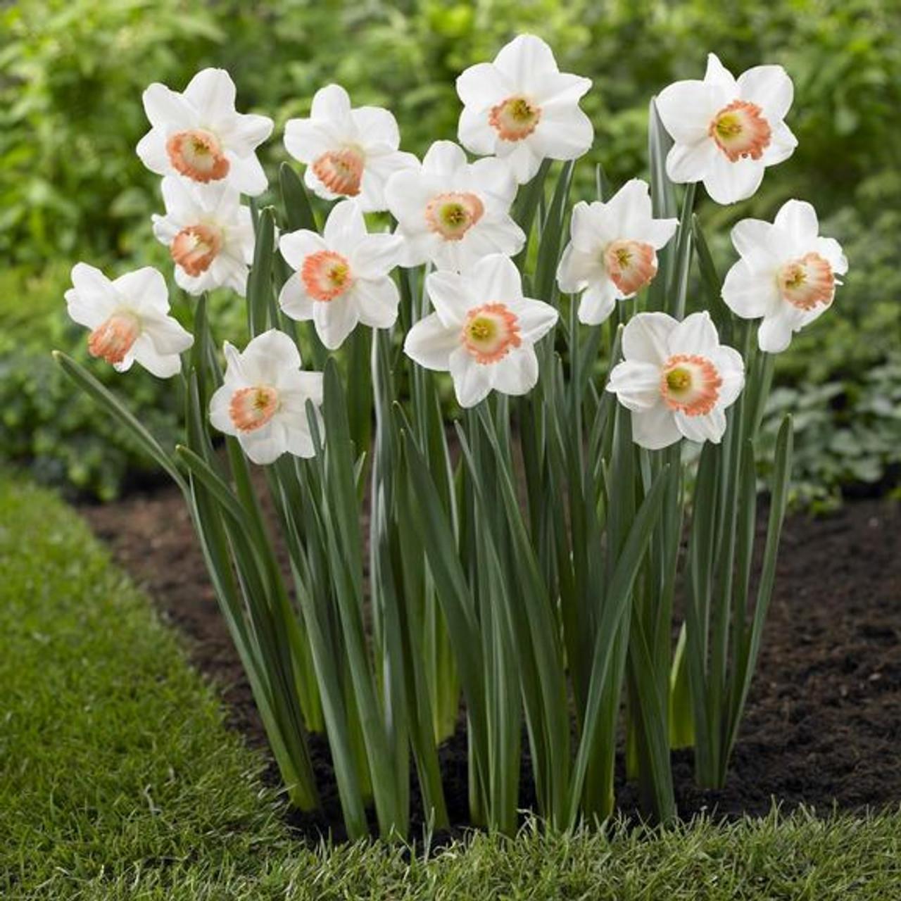 Daffodil, Large Cup, 'pink Pride', White With Pink Cup - View 3 from www redcrocus com