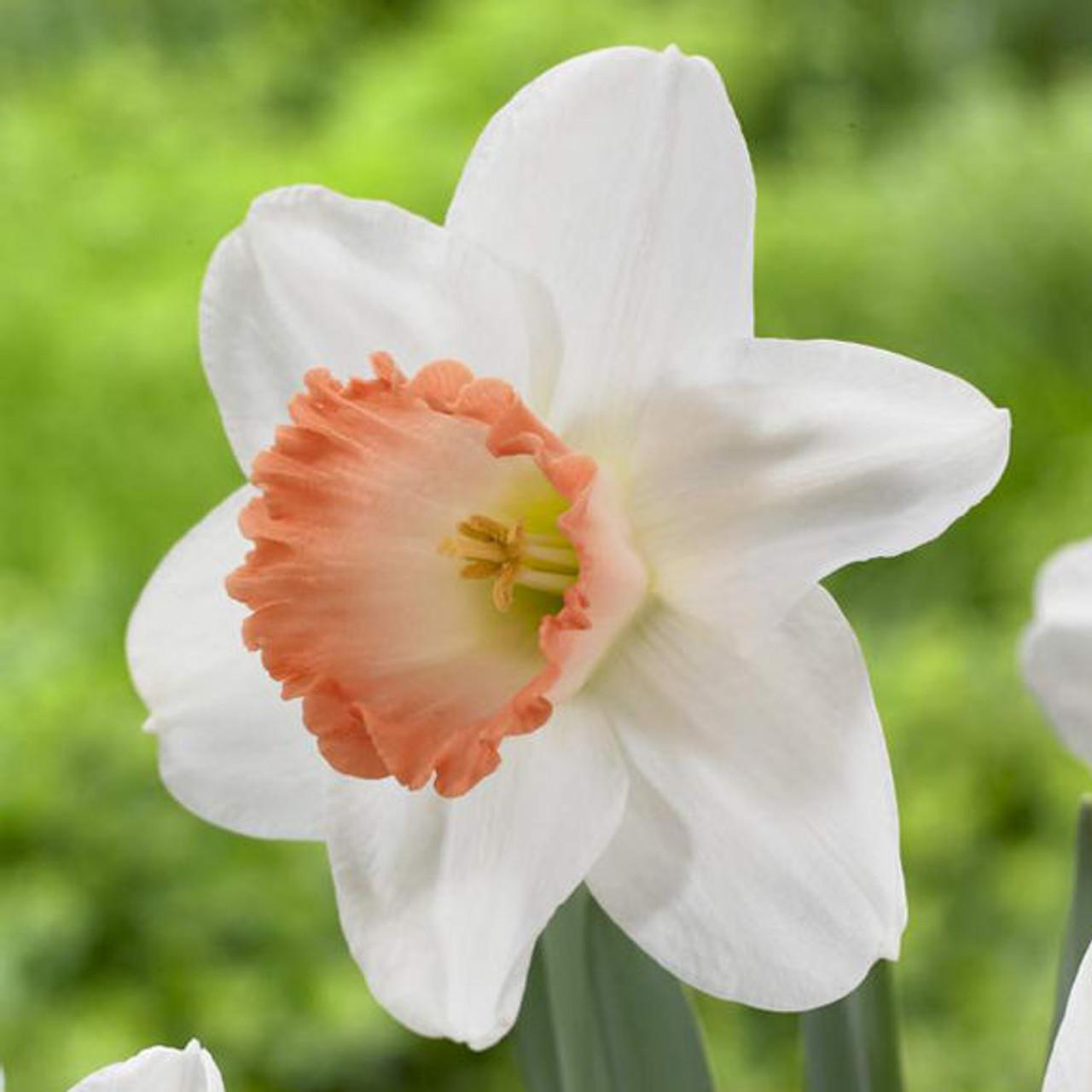 Daffodil, Large Cup, 'pink Pride', White With Pink Cup - View 4 from www redcrocus com