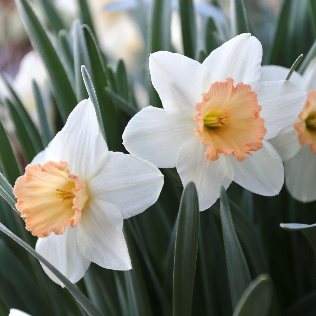 Daffodil, Large Cup, 'pink Pride', White With Pink Cup - View 5 from www redcrocus com