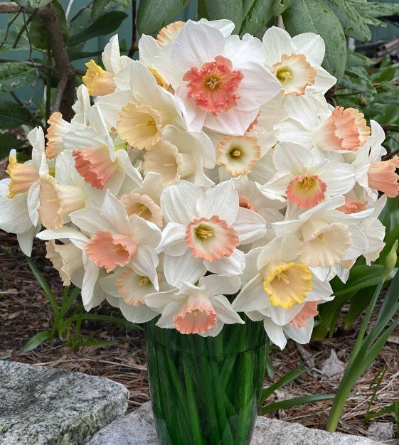 Daffodil, Large Cup, 'pink Pride', White With Pink Cup - View 6 from www redcrocus com