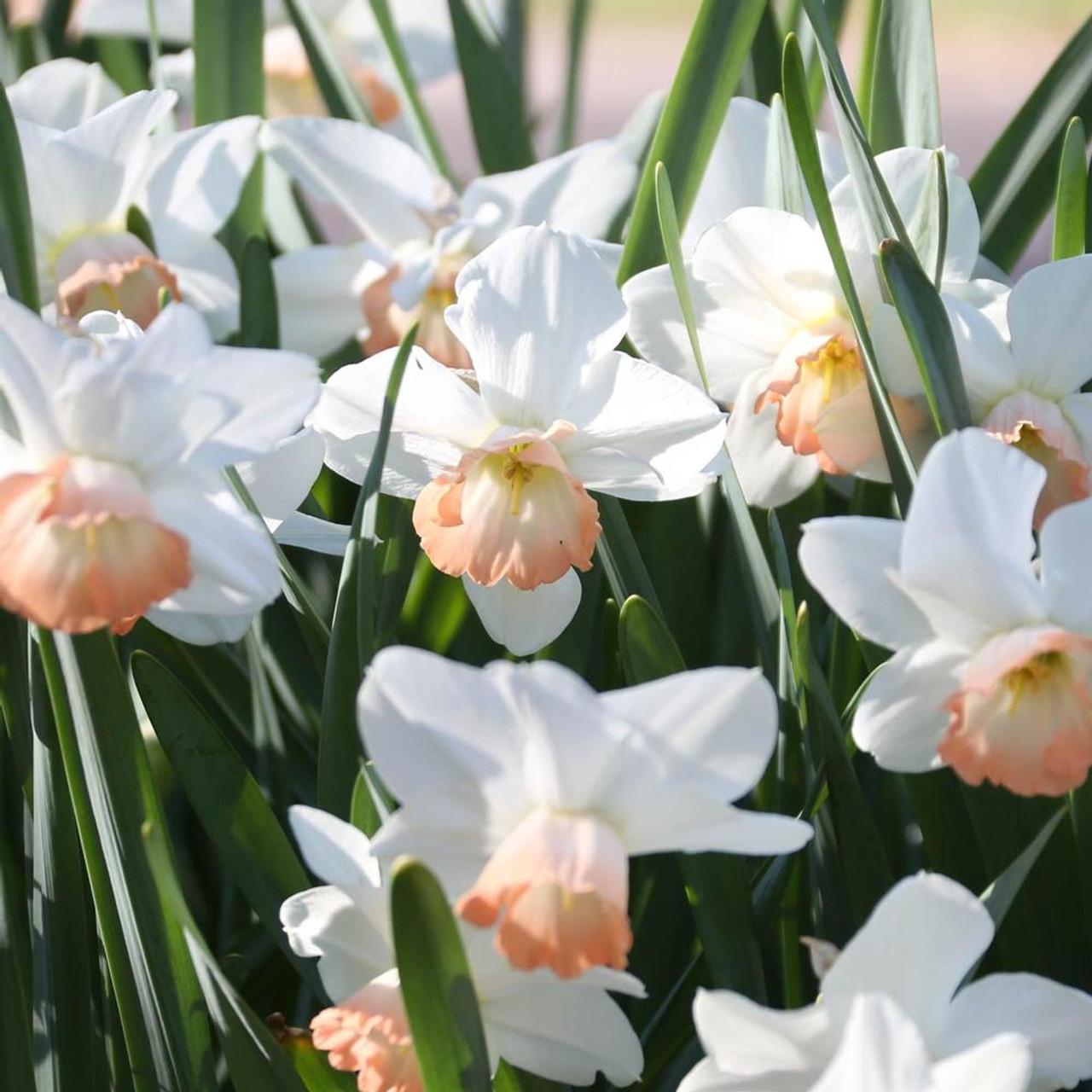 Daffodil, Large Cup, 'pink Pride', White With Pink Cup - View 8 from www redcrocus com