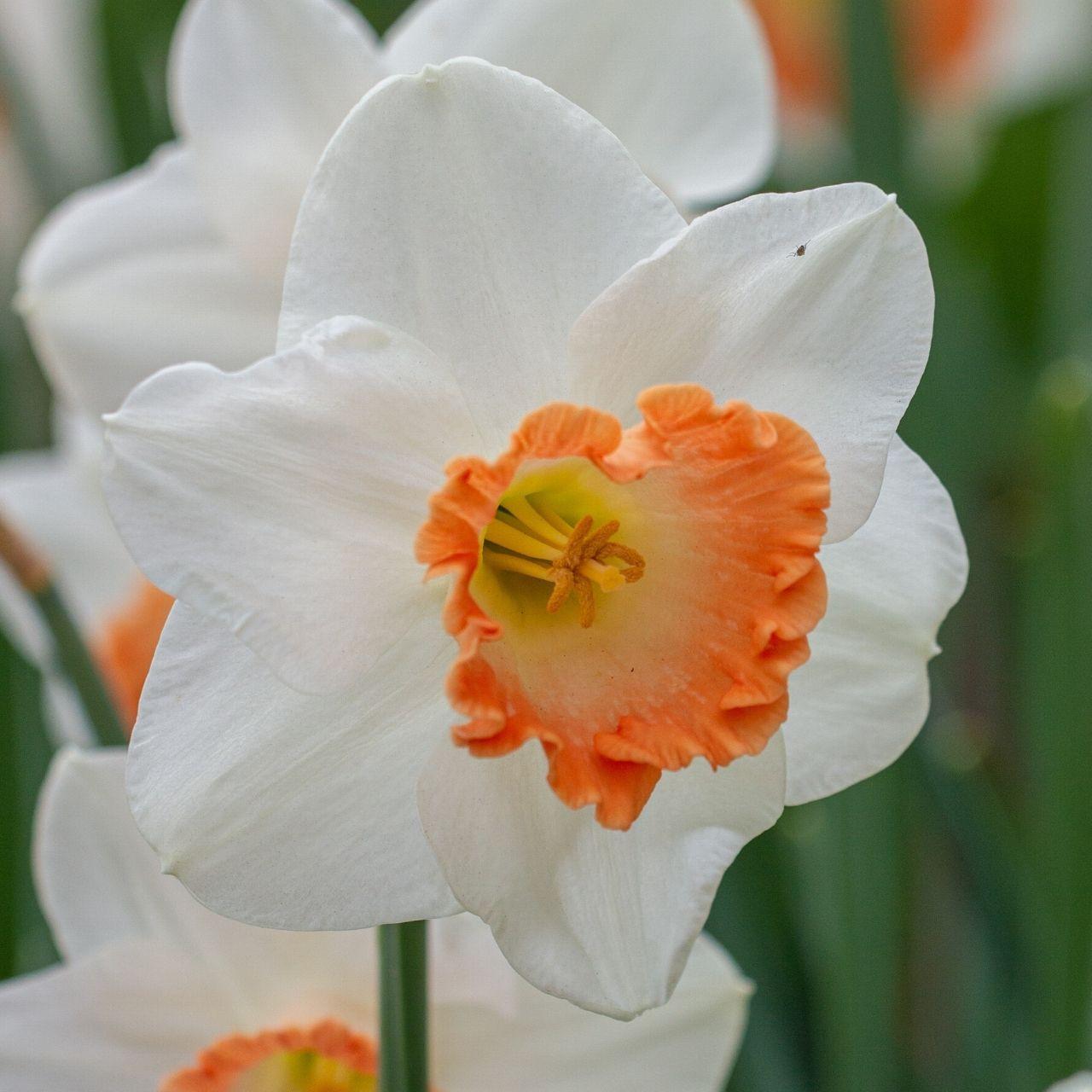Daffodil, Large Cup, 'pink Pride', White With Pink Cup - View 9 from www redcrocus com
