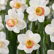 Daffodil-Rotterdam Mix-Beautiful White Blooms 75 in Box