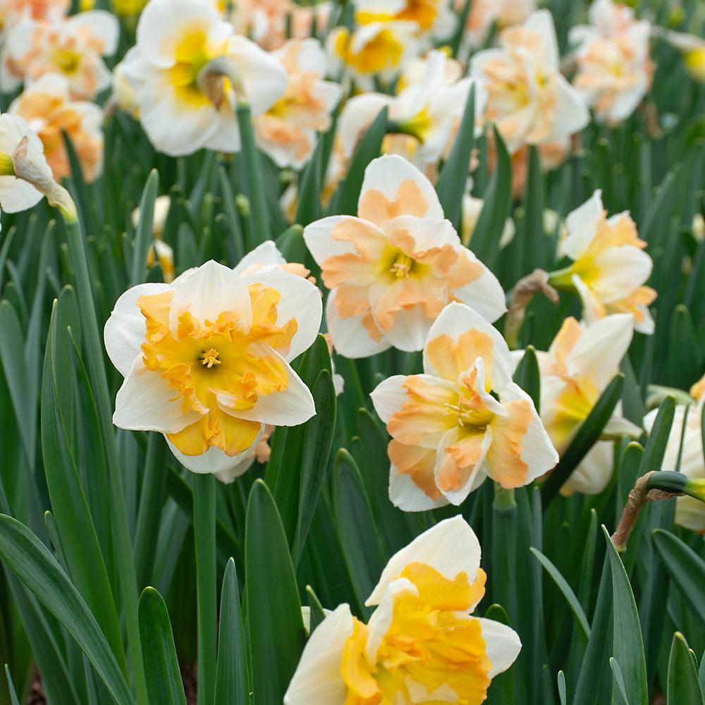 Daffodil, Butterfly, 'orangery', Golden Yellow Petals With Bright Orange Split Cup - View 10 from www redcrocus com