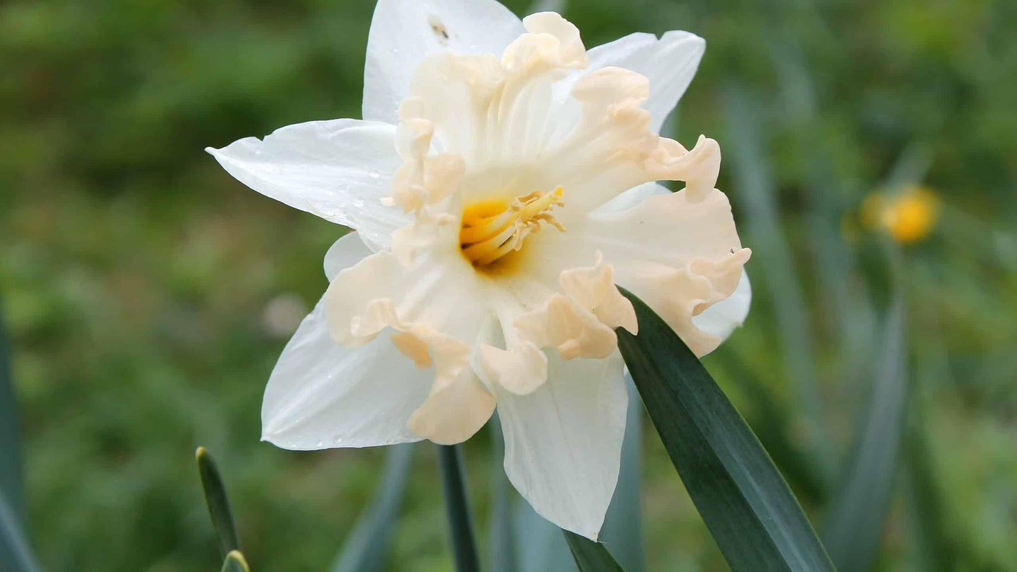 Daffodil, Butterfly, 'orangery', Golden Yellow Petals With Bright Orange Split Cup - View 12 from www redcrocus com