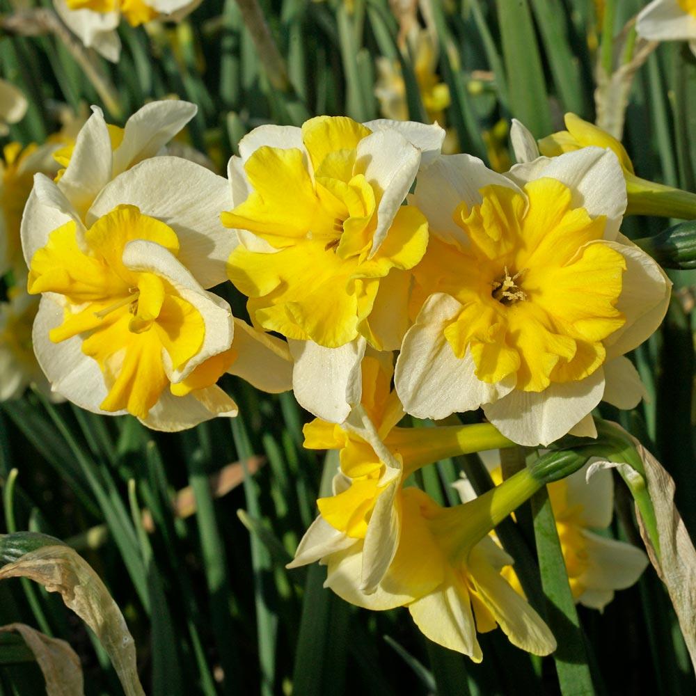 Daffodil, Butterfly, 'orangery', Golden Yellow Petals With Bright Orange Split Cup - View 13 from www redcrocus com
