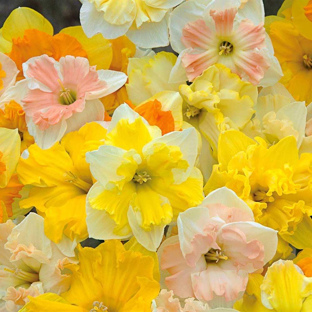 Daffodil, Butterfly, 'orangery', Golden Yellow Petals With Bright Orange Split Cup - View 14 from www redcrocus com
