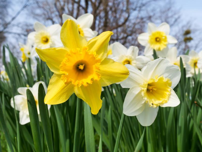 Daffodil, Butterfly, 'orangery', Golden Yellow Petals With Bright Orange Split Cup - View 15 from www redcrocus com