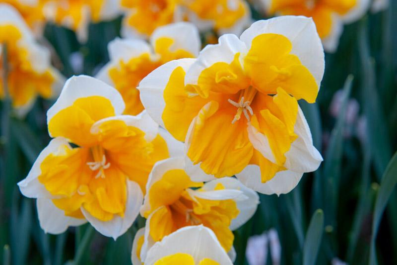 Daffodil, Butterfly, 'orangery', Golden Yellow Petals With Bright Orange Split Cup - View 2 from www redcrocus com