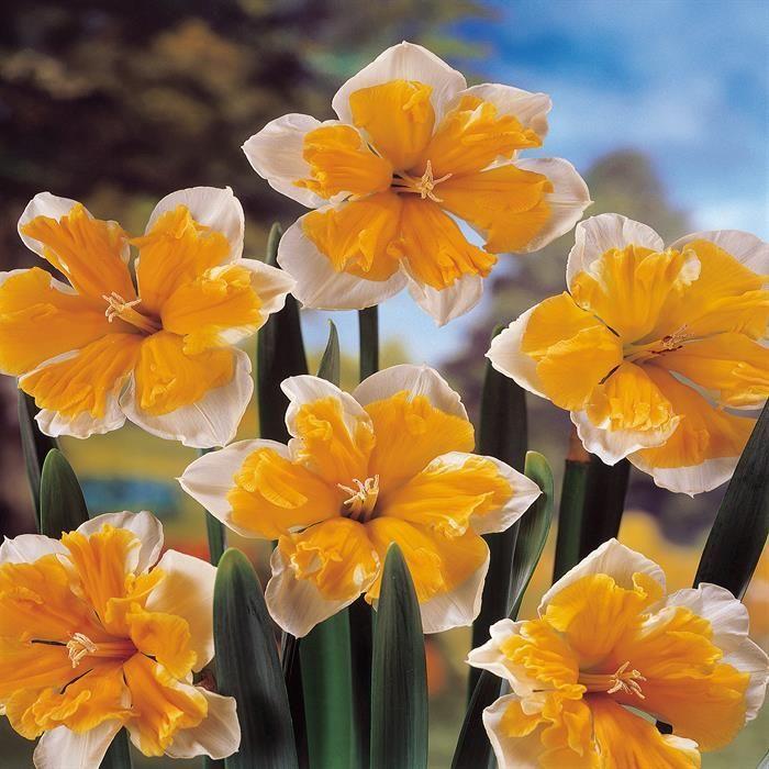 Daffodil, Butterfly, 'orangery', Golden Yellow Petals With Bright Orange Split Cup - View 4 from www redcrocus com