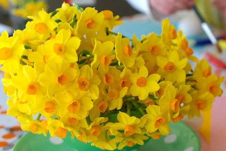 Daffodil, Butterfly, 'orangery', Golden Yellow Petals With Bright Orange Split Cup - View 5 from www redcrocus com