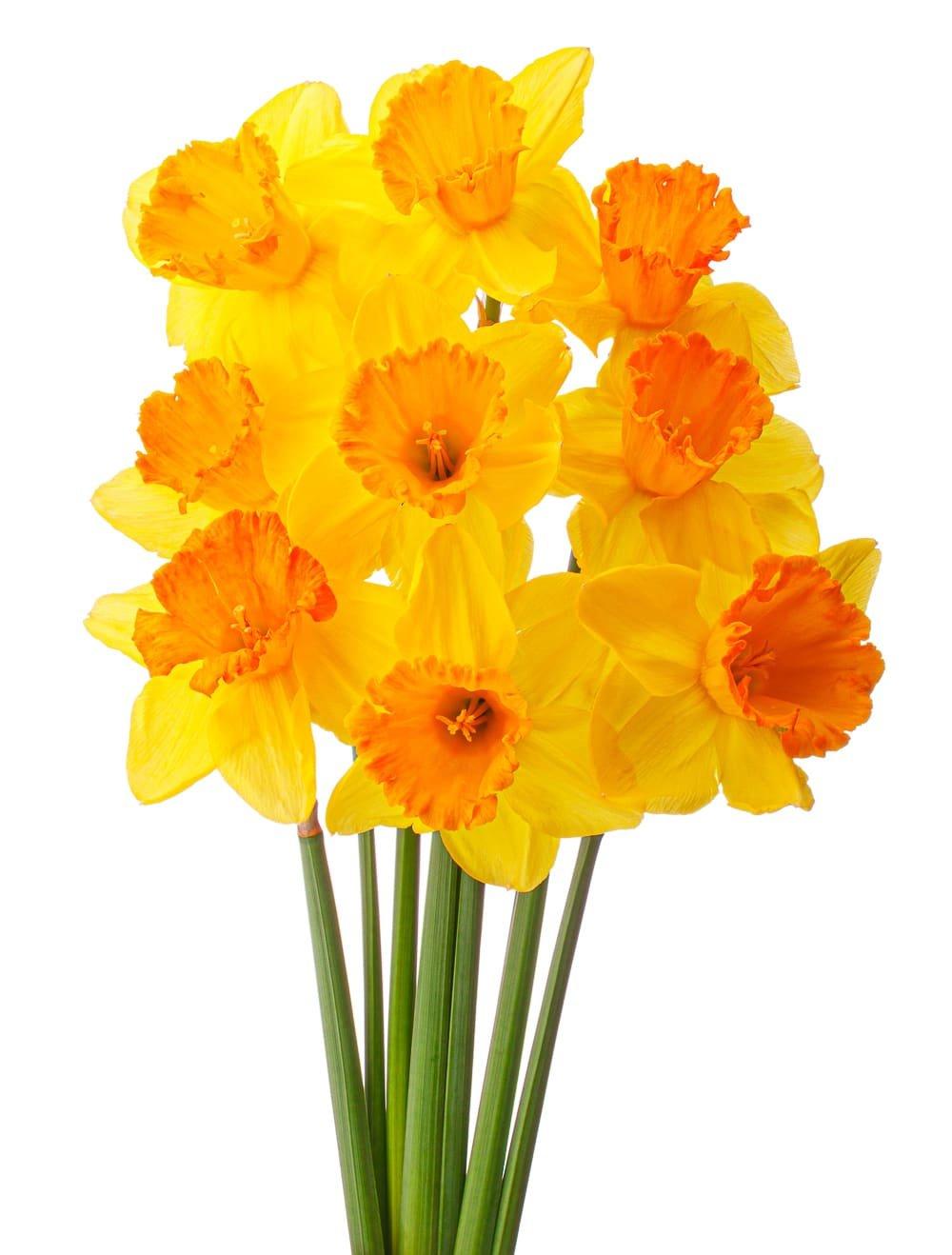 Daffodil, Butterfly, 'orangery', Golden Yellow Petals With Bright Orange Split Cup - View 6 from www redcrocus com