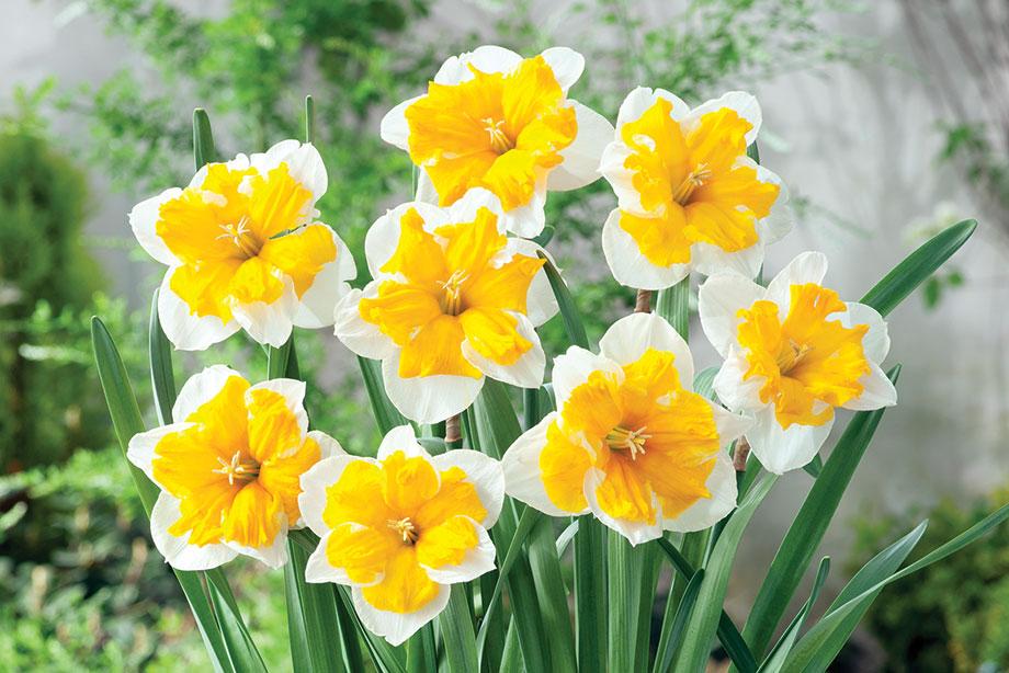 Daffodil, Butterfly, 'orangery', Golden Yellow Petals With Bright Orange Split Cup - View 9 from www redcrocus com