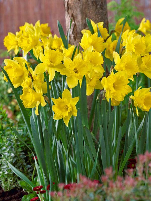 Daffodil, Trumpet, 'dutch Master', Golden Yellow - View 10 from www redcrocus com