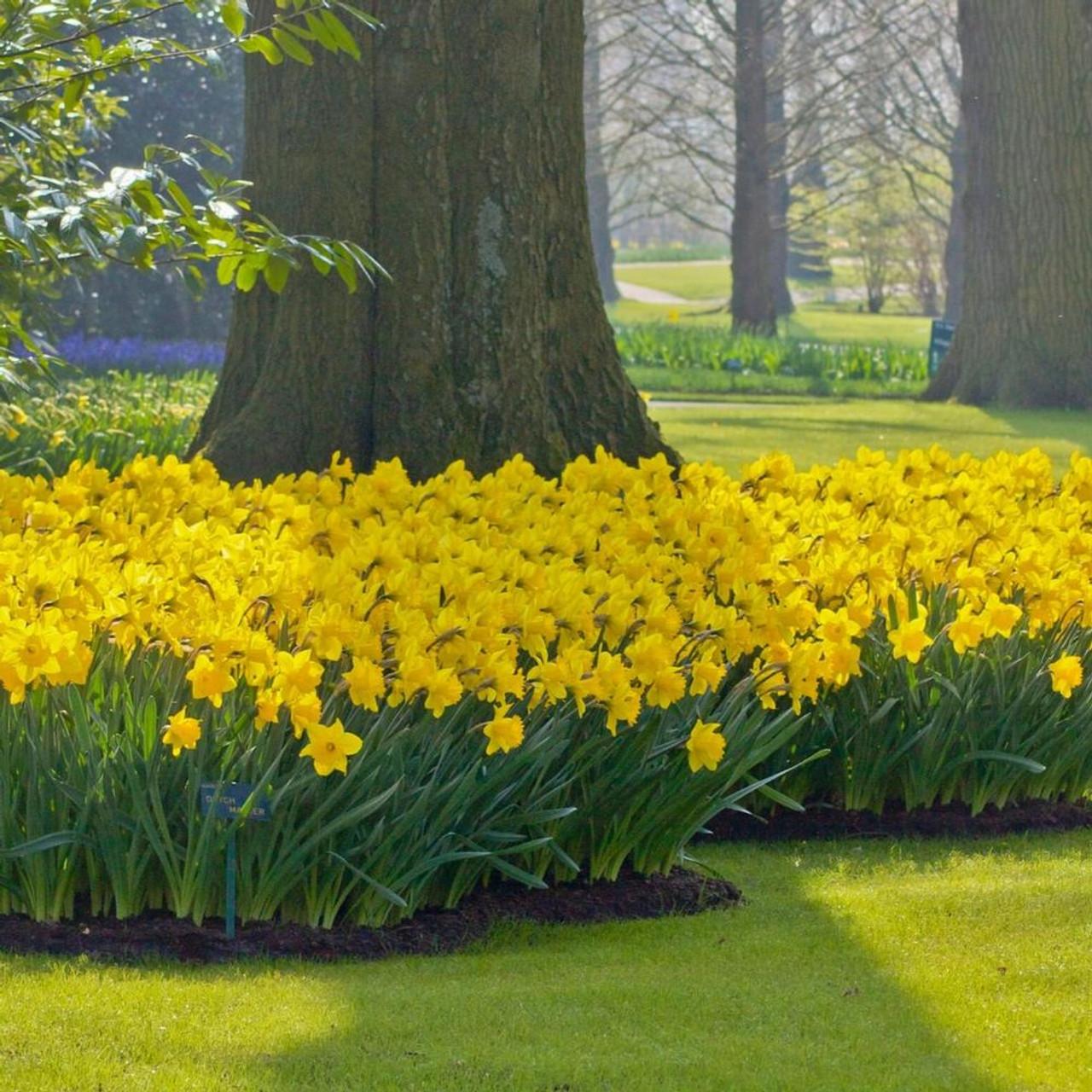 Daffodil, Trumpet, 'dutch Master', Golden Yellow - View 12 from www redcrocus com