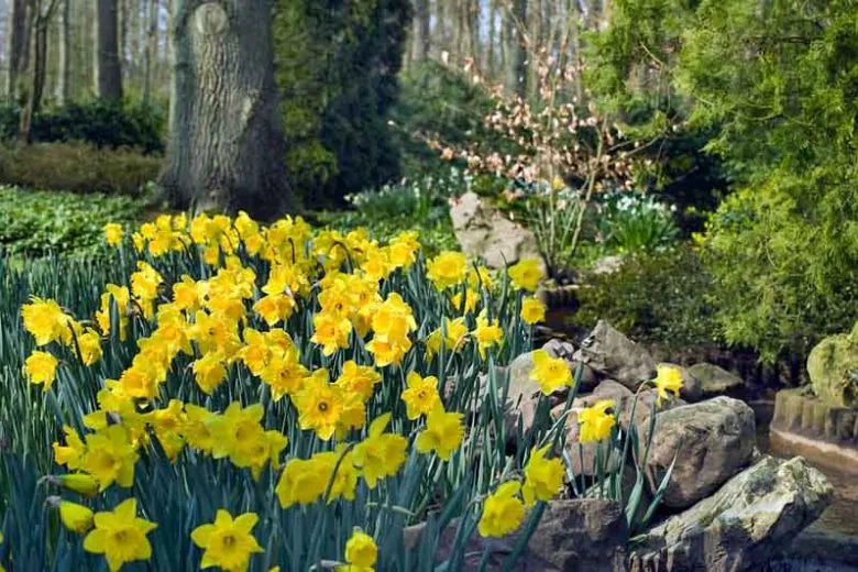Daffodil, Trumpet, 'dutch Master', Golden Yellow - View 15 from www redcrocus com
