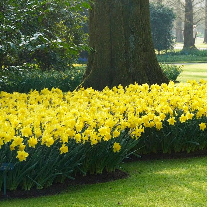 Daffodil, Trumpet, 'dutch Master', Golden Yellow - View 20 from www redcrocus com