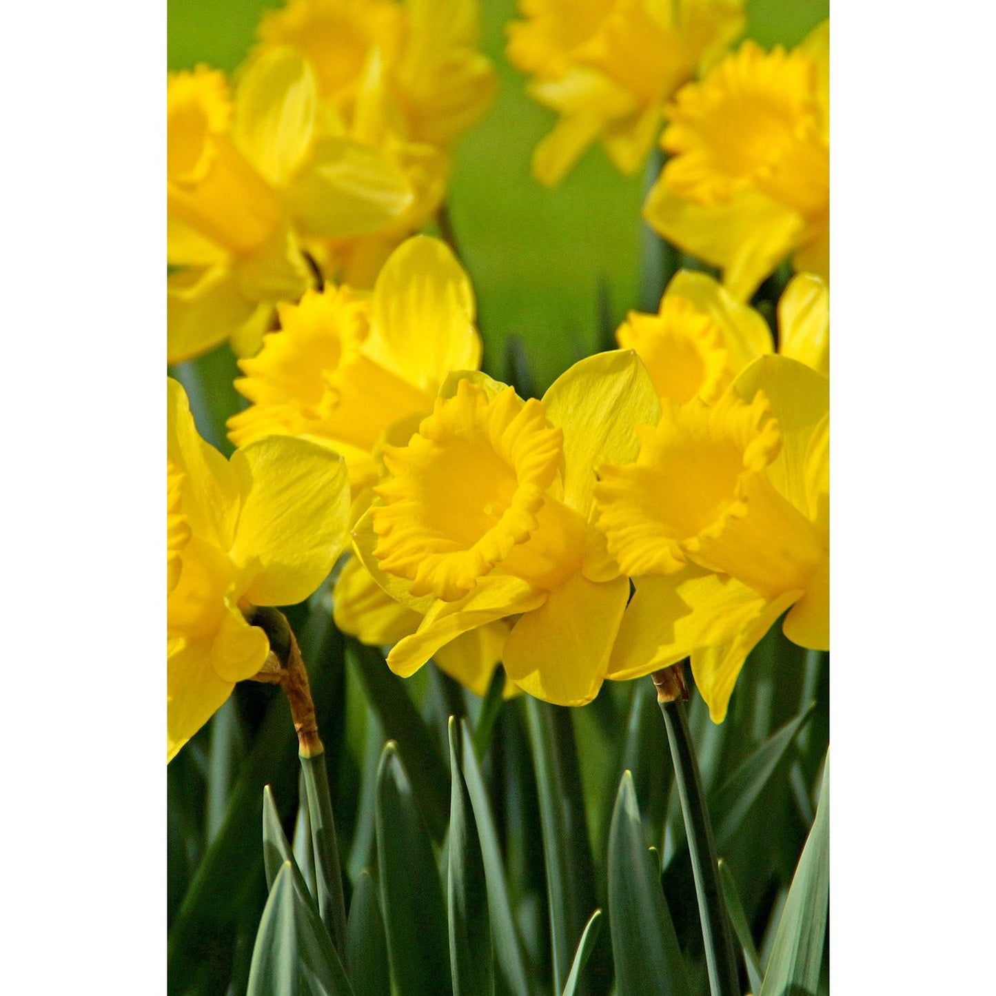 Daffodil, Trumpet, 'dutch Master', Golden Yellow - View 21 from www redcrocus com