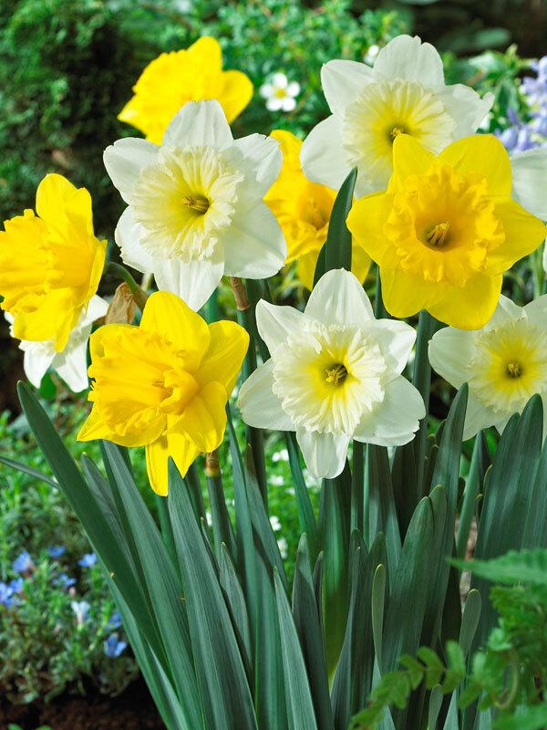 Daffodil, Trumpet, 'dutch Master', Golden Yellow - View 23 from www redcrocus com
