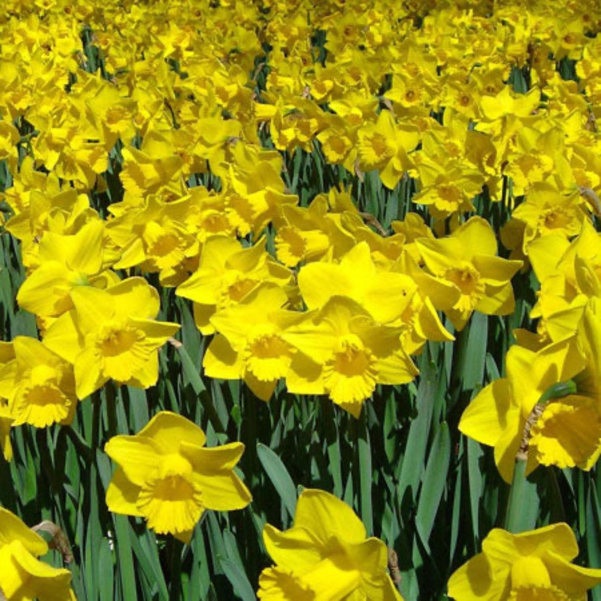 Daffodil, Trumpet, 'dutch Master', Golden Yellow - View 24 from www redcrocus com