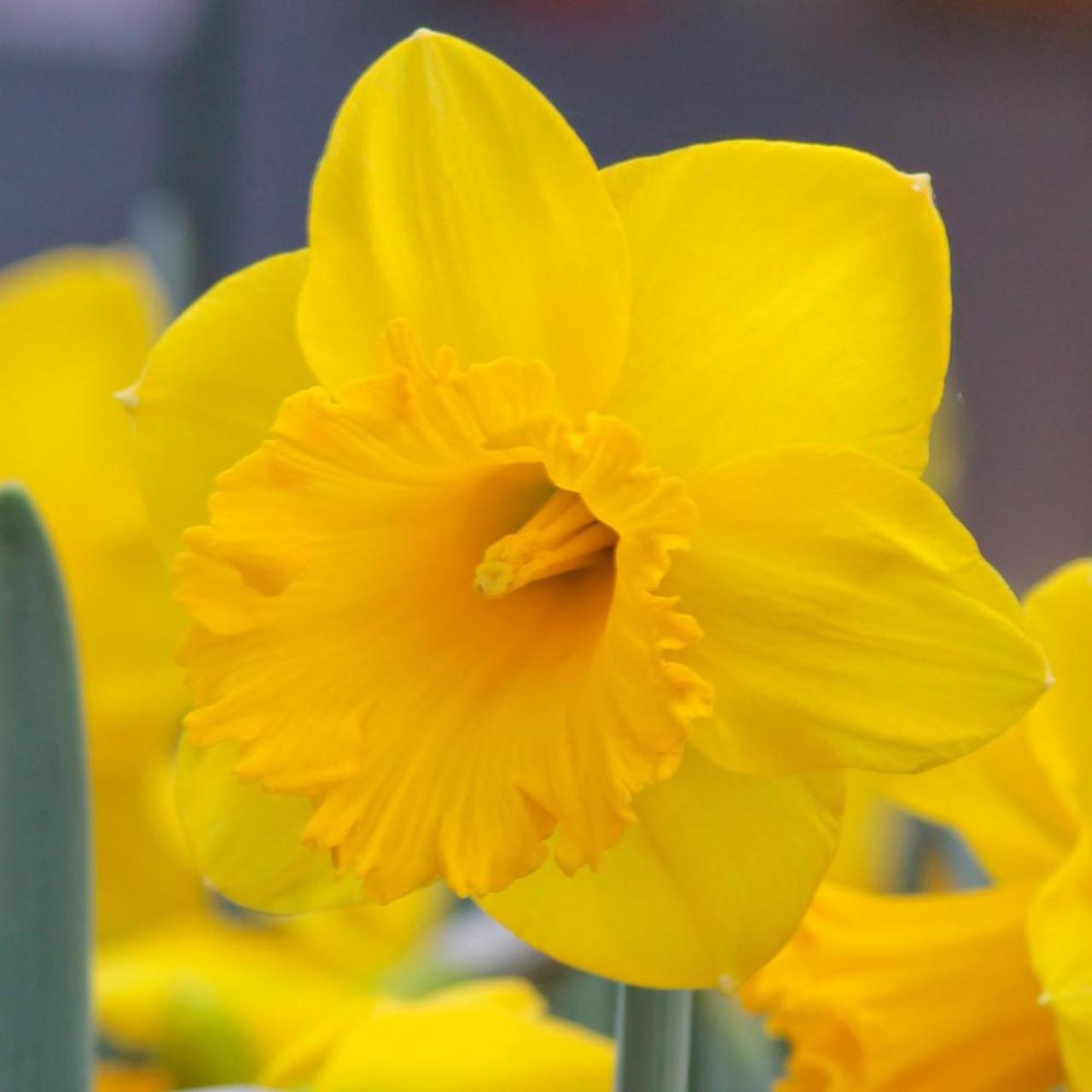 Daffodil, Trumpet, 'dutch Master', Golden Yellow - View 26 from www redcrocus com