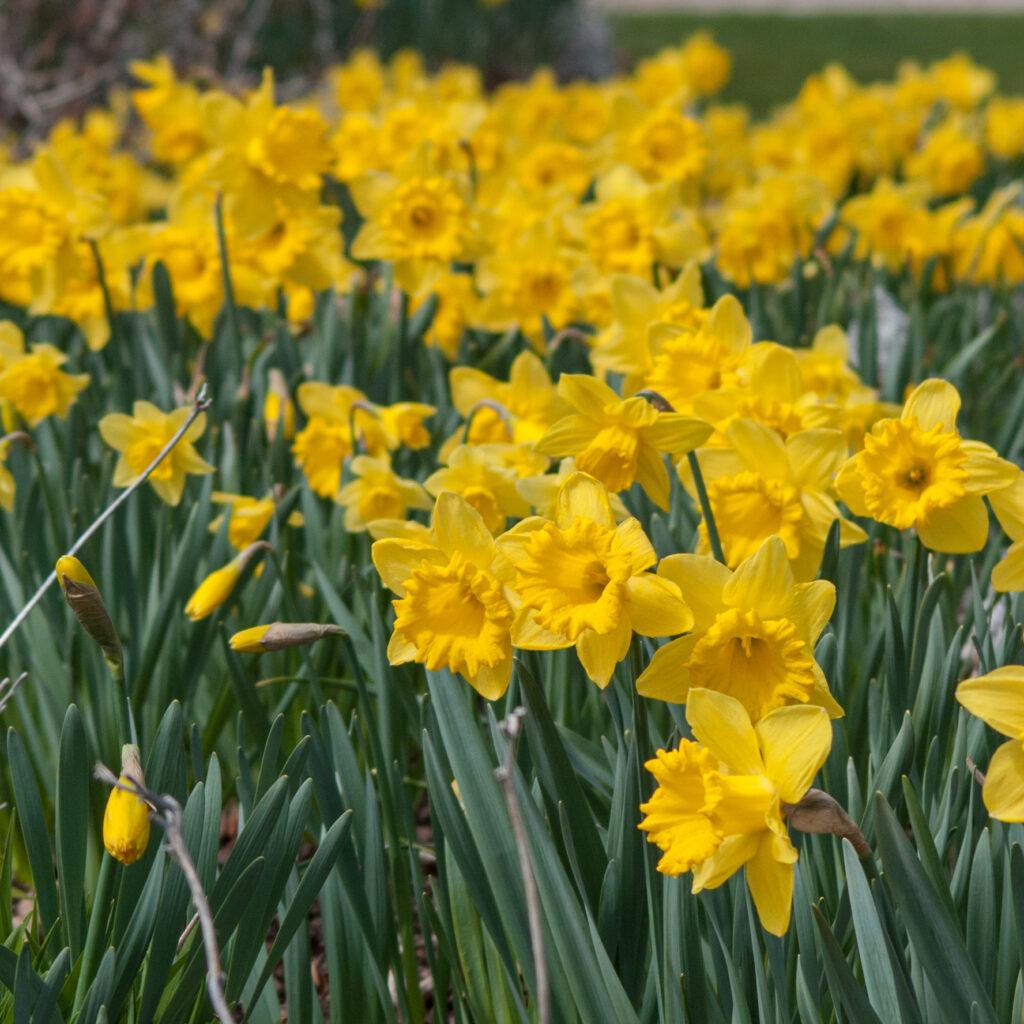 Daffodil, Trumpet, 'dutch Master', Golden Yellow - View 27 from www redcrocus com