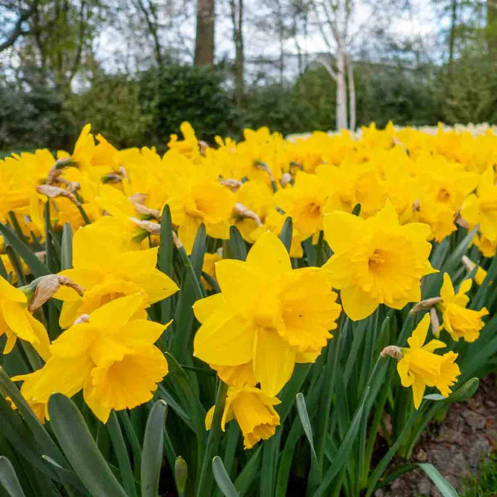 Daffodil, Trumpet, 'dutch Master', Golden Yellow - View 28 from www redcrocus com
