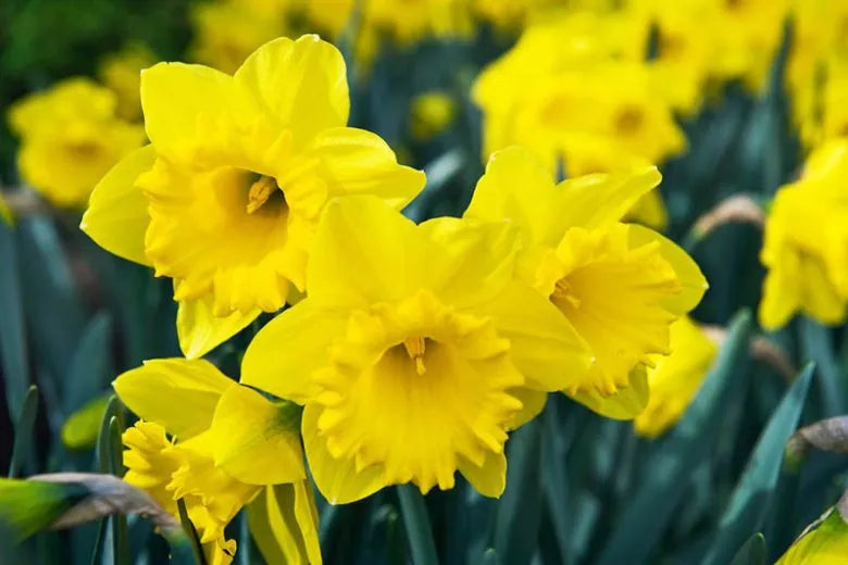 Daffodil, Trumpet, 'dutch Master', Golden Yellow - View 2 from www redcrocus com