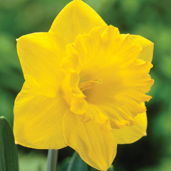 Daffodil, Trumpet, 'dutch Master', Golden Yellow - View 30 from www redcrocus com