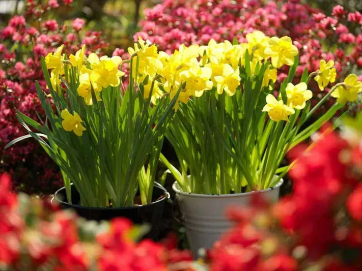 Daffodil, Trumpet, 'dutch Master', Golden Yellow - View 31 from www redcrocus com