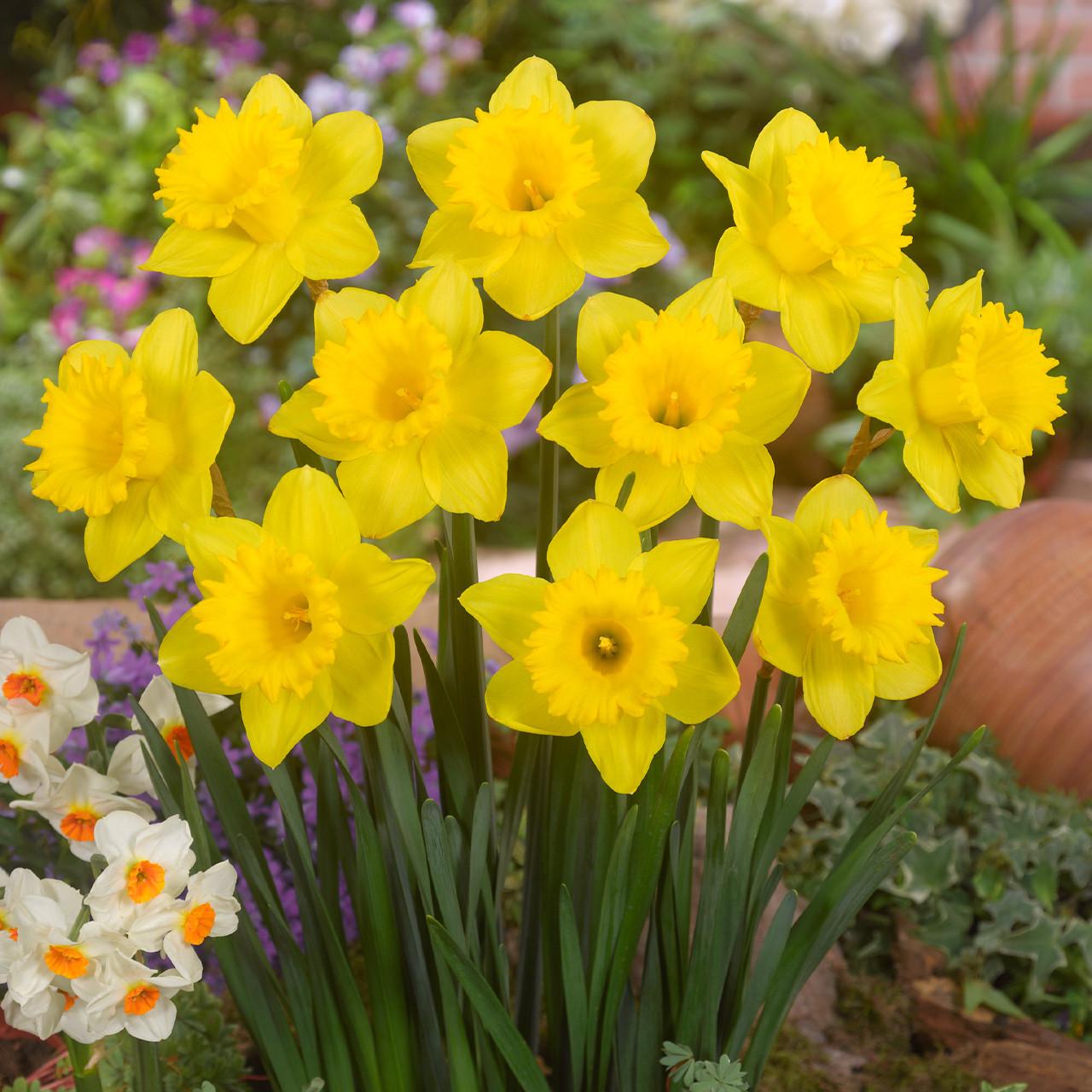 Daffodil, Trumpet, 'dutch Master', Golden Yellow - View 32 from www redcrocus com