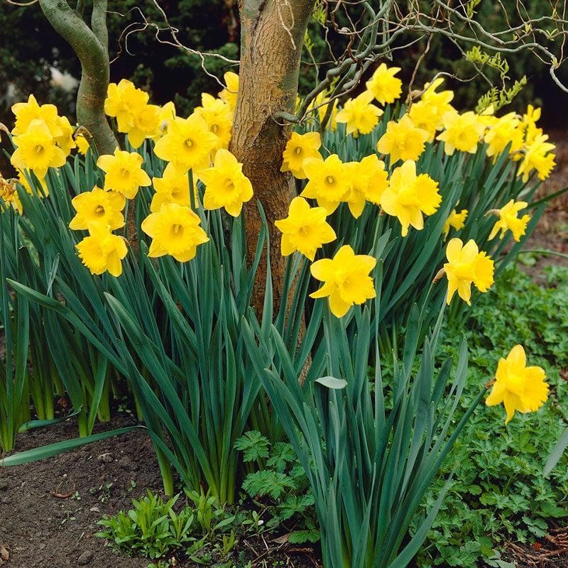 Daffodil, Trumpet, 'dutch Master', Golden Yellow - View 5 from www redcrocus com