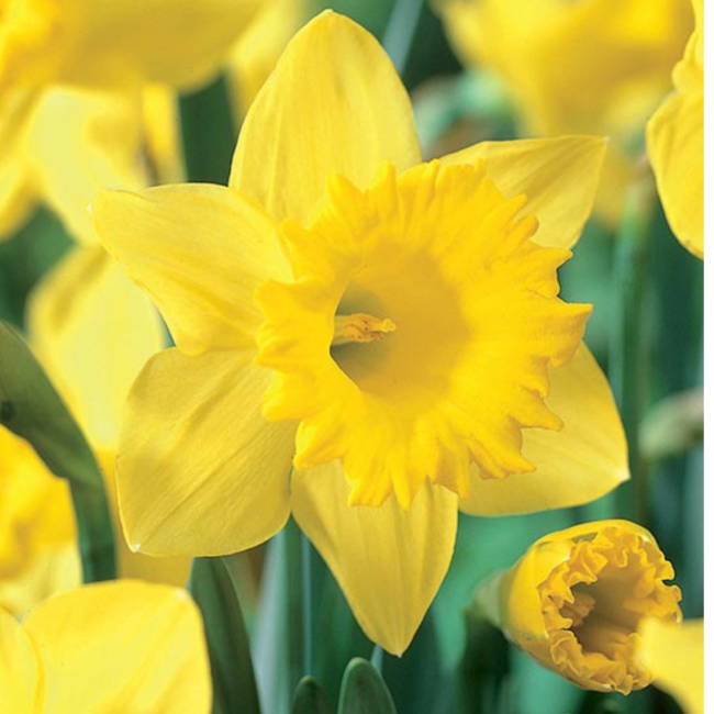 Daffodil, Trumpet, 'dutch Master', Golden Yellow - View 6 from www redcrocus com