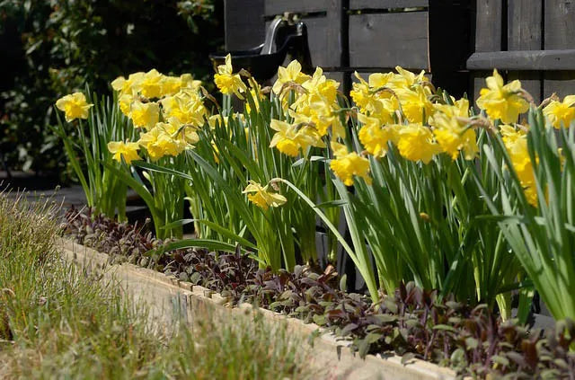 Daffodil, Trumpet, 'dutch Master', Golden Yellow - View 7 from www redcrocus com