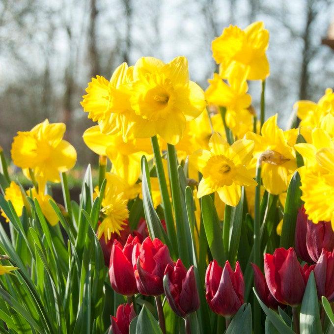Daffodil, Trumpet, 'dutch Master', Golden Yellow - View 8 from www redcrocus com