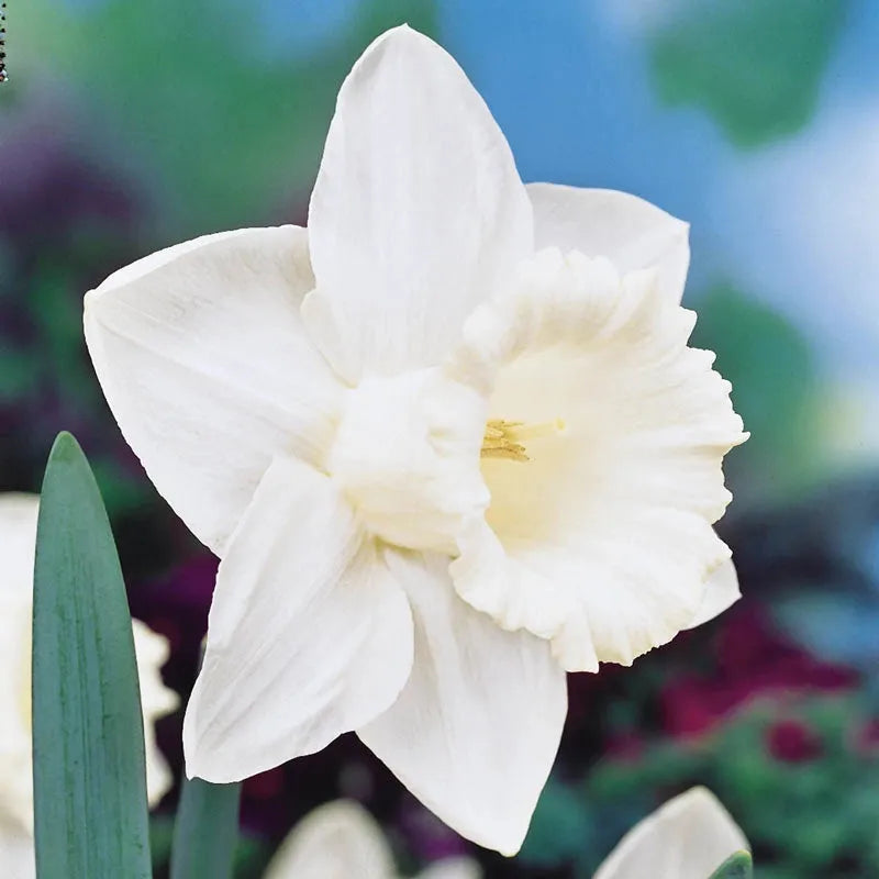 Daffodil, Trumpet, 'mount Hood', Pure White - View 10 from www redcrocus com