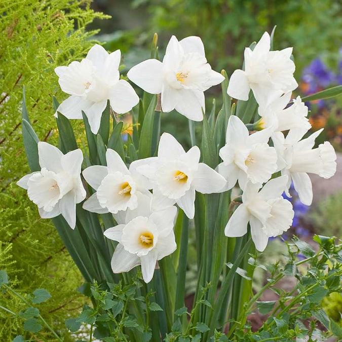 Daffodil, Trumpet, 'mount Hood', Pure White - View 15 from www redcrocus com