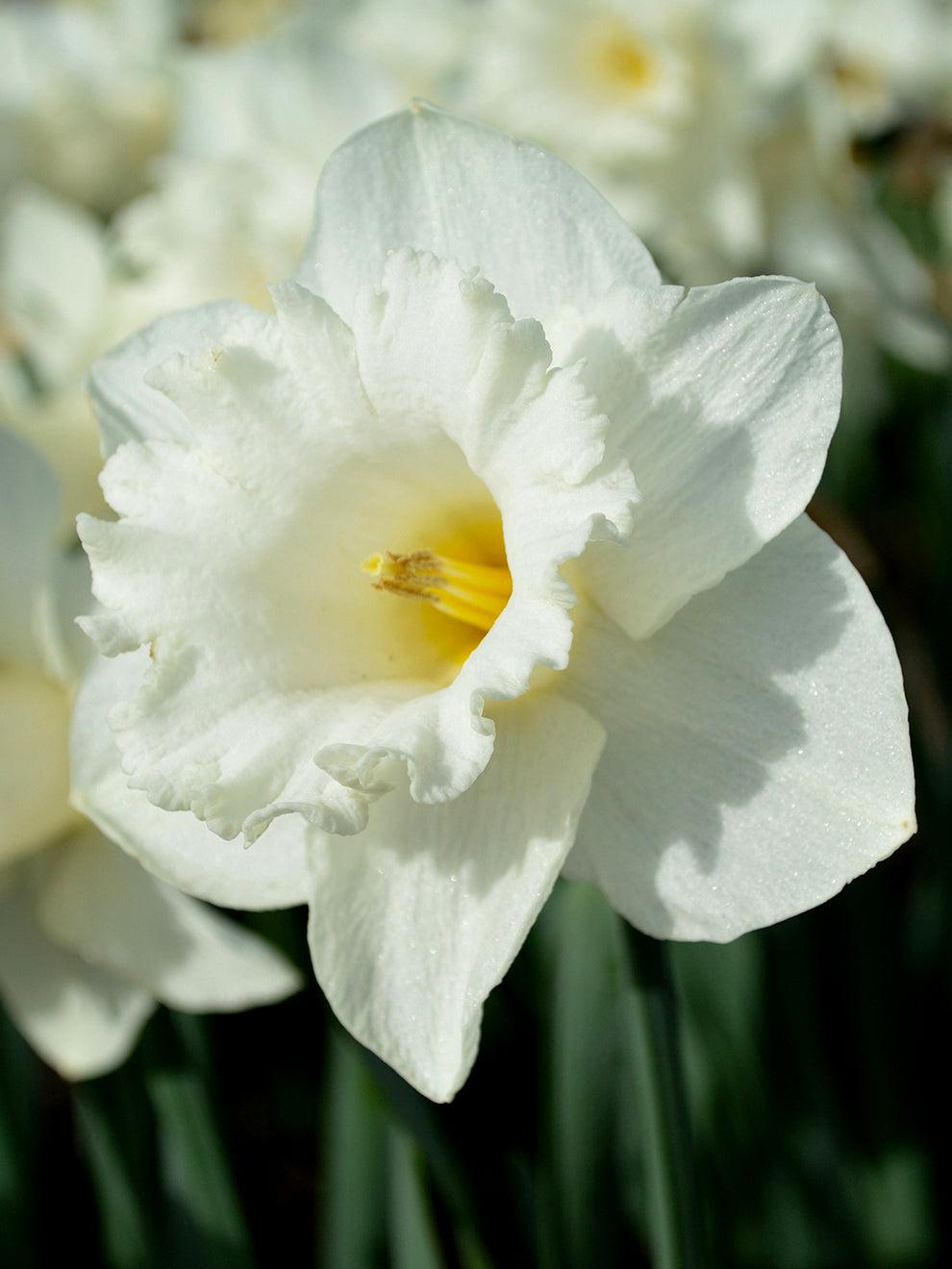 Daffodil, Trumpet, 'mount Hood', Pure White - View 16 from www redcrocus com