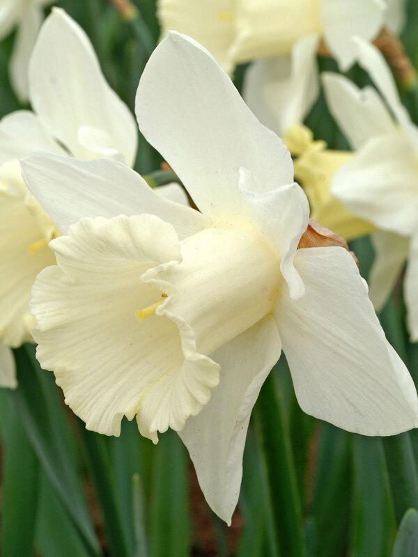 Daffodil, Trumpet, 'mount Hood', Pure White - View 17 from www redcrocus com