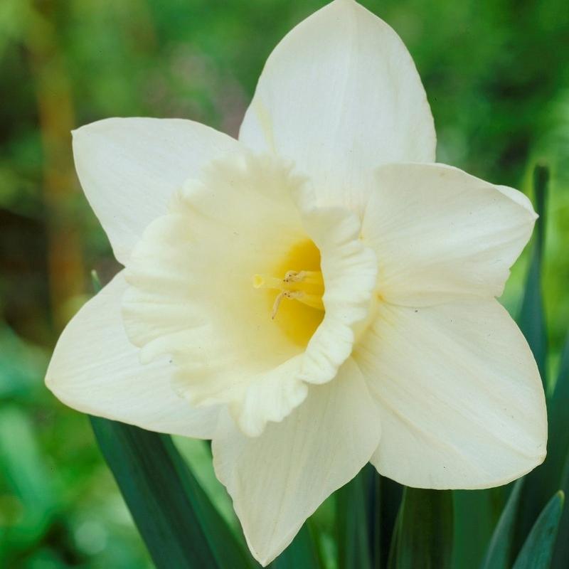 Daffodil, Trumpet, 'mount Hood', Pure White - View 18 from www redcrocus com