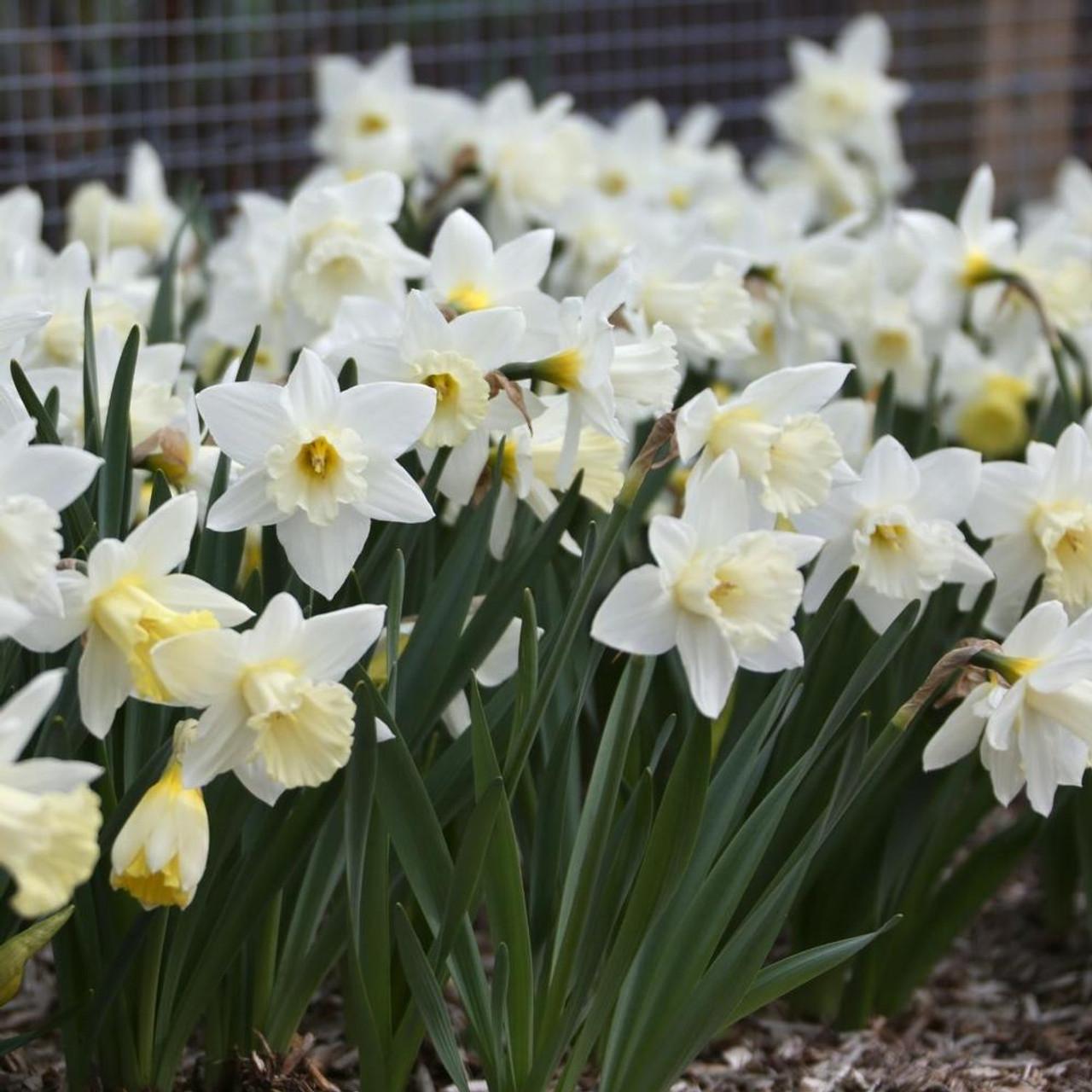 Daffodil, Trumpet, 'mount Hood', Pure White - View 19 from www redcrocus com