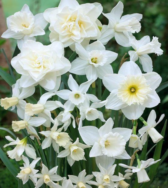 Daffodil, Trumpet, 'mount Hood', Pure White - View 20 from www redcrocus com