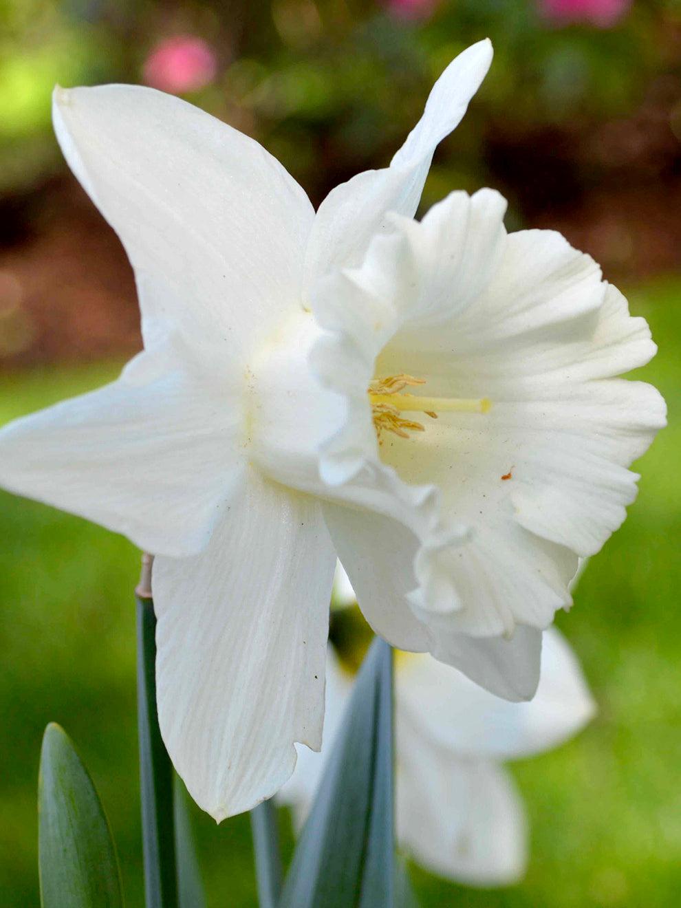 Daffodil, Trumpet, 'mount Hood', Pure White - View 21 from www redcrocus com