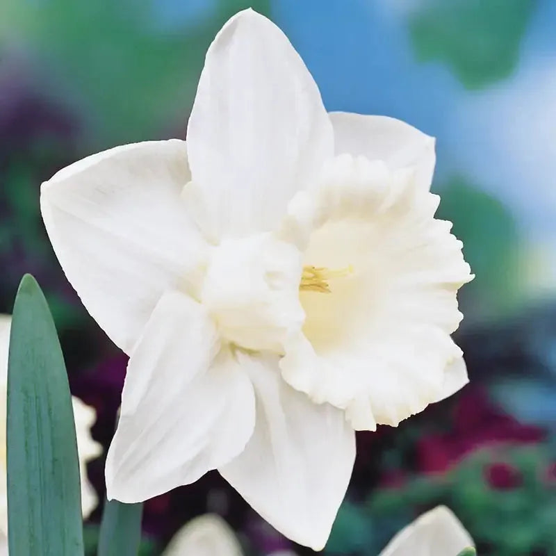 Daffodil, Trumpet, 'mount Hood', Pure White - View 22 from www redcrocus com