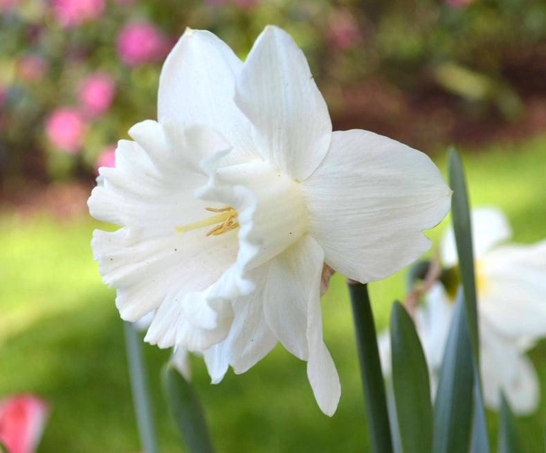 Daffodil, Trumpet, 'mount Hood', Pure White - View 23 from www redcrocus com