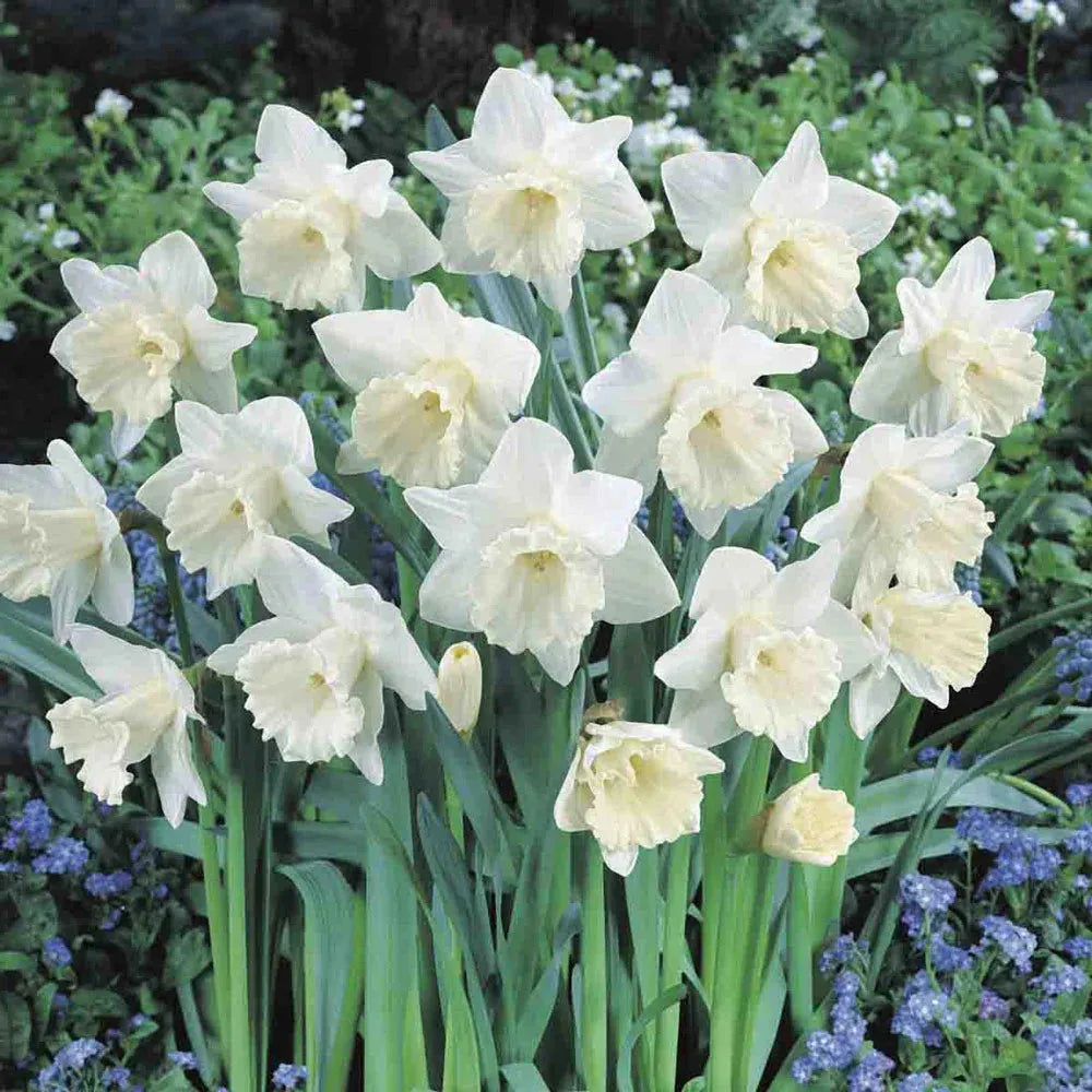 Daffodil, Trumpet, 'mount Hood', Pure White - View 25 from www redcrocus com