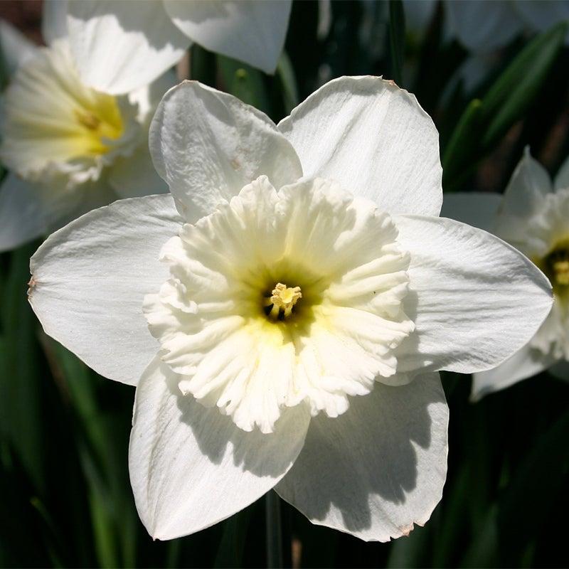 Daffodil, Trumpet, 'mount Hood', Pure White - View 26 from www redcrocus com