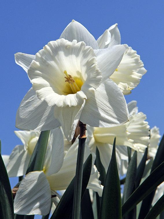 Daffodil, Trumpet, 'mount Hood', Pure White - View 27 from www redcrocus com