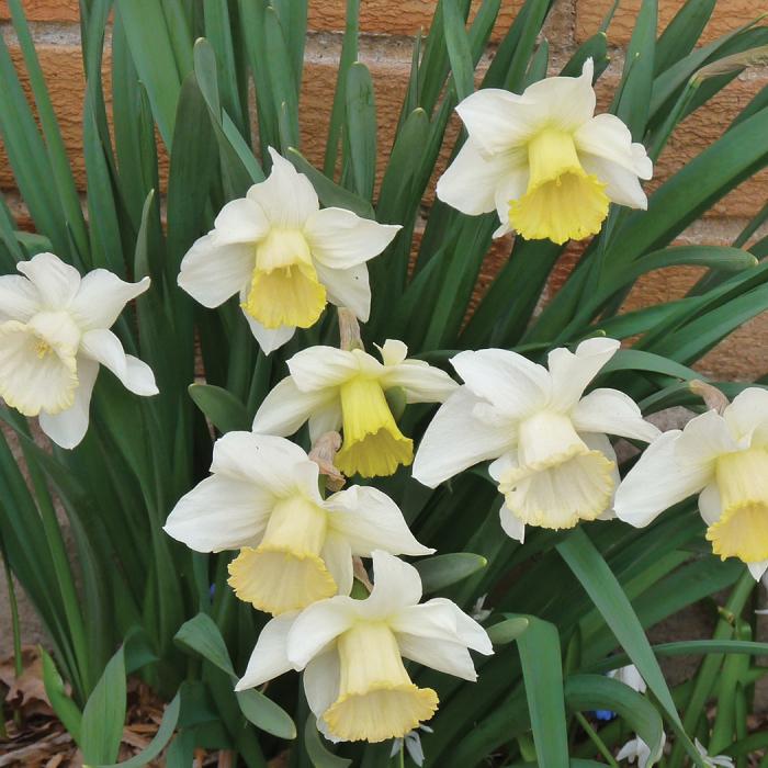Daffodil, Trumpet, 'mount Hood', Pure White - View 28 from www redcrocus com