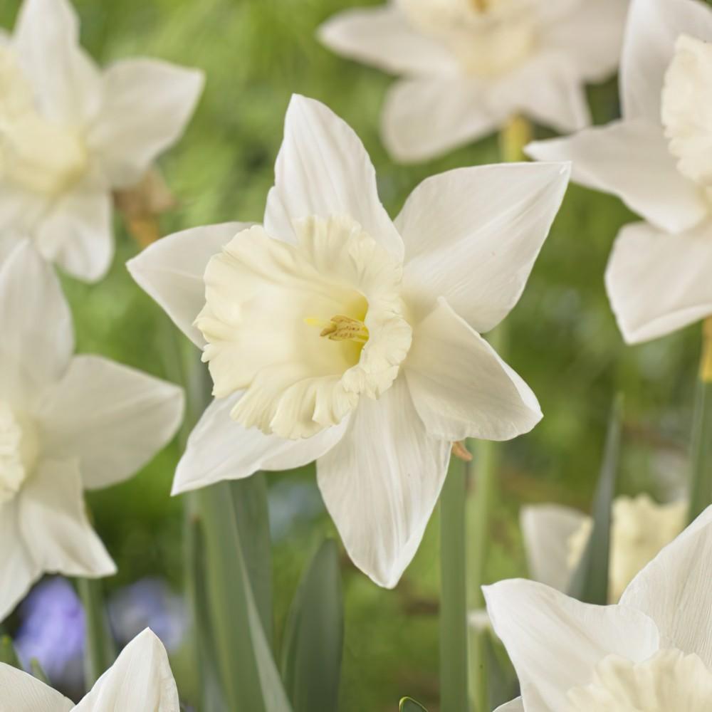 Daffodil, Trumpet, 'mount Hood', Pure White - View 29 from www redcrocus com